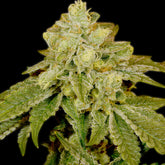 π Alien OG Seeds (100% off)